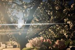 Apple blossom by moonlight at Claremont (Richard Bushnell)