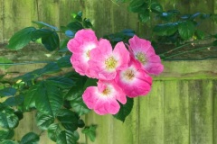 Askett garden rose (Ewa Palmer)