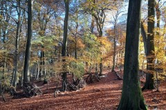 Autumn in the woods at Whiteleaf  (Alison Maycock)