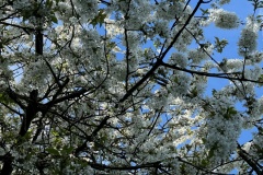 Blossom (Richard Bushnell)