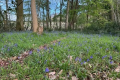 Bluebells 1 (Richard Bushnell)