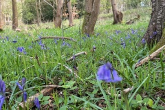Bluebells 2 (Richard Bushnell)