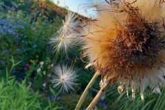 Cardoon seedheads at Hawthorns 1 (Alan Strawn)