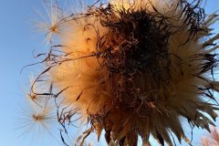 Cardoon seedheads at Hawthorns 2 (Alan Strawn)