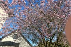Cherry blossom at Claremont (Richard Bushnell)