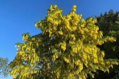 Claremont Laburnum tree in June  (Richard Bushnell)