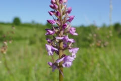 Common spotted orchid,  Grangelands 2 (Alan Strawn)