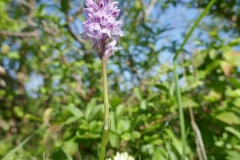 Common spotted orchid,  Grangelands 1 (Alan Strawn)