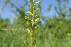 Common twayblade orchid, Grangelands  (Alan Strawn)