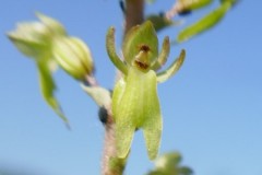 Common twayblade orchid close-up, Grangelands  (Alan Strawn)
