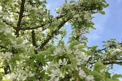 Crab apple (Jim Palmer)