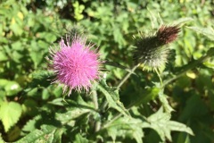 Crowbrook thistle (Ewa Palmer)