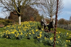 Daffodils on the mound 1 (Chris Judge)