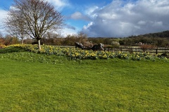 Daffodils on the mound 2 (Chris Judge)