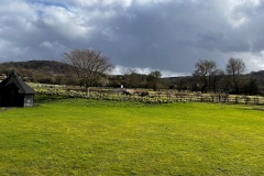 Daffodils on the mound 3 (Chris Judge)