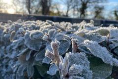 Frosty hedge at Claremont (Richard Bushnell)