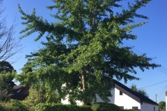 Ginko tree (Ewa Palmer)