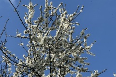 Hedge blossom 1 (Richard Bushnell)