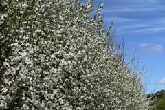 Hedge blossom 2 (Richard Bushnell)