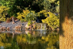 Lilies and waterfall 1 (Chris Judge)