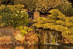 Lilies and waterfall 2 (Chris Judge)