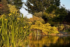 Lilies and waterfall 3 (Chris Judge)
