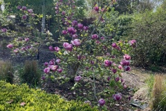 Magnolia 1 (Michelle Judge)
