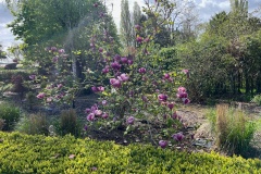 Magnolia 2 (Michelle Judge)