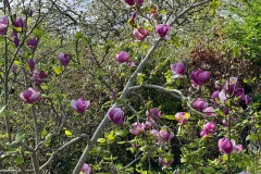 Magnolia 3 (Michelle Judge)