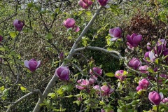 Magnolia 4 (Michelle Judge)