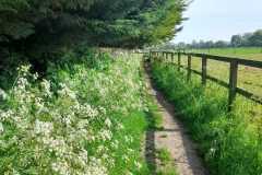 May walk 2 (Alison Maycock)