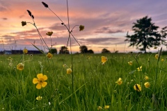 Early morning meadow (Josephine Graham)