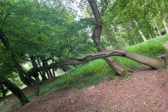 Most unusual tree in Pulpit Fort (Richard Bushnell)