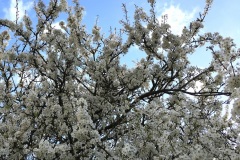 Old apple tree (Jim Palmer)