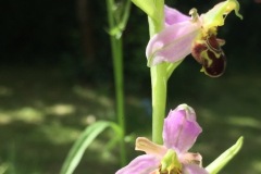 Pokemon wild bee orchid (Ewa Palmer)
