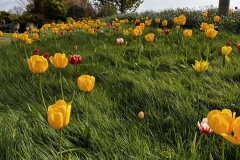 Springtime tulips 1 (Chris Judge)