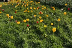 Springtime tulips 2 (Chris Judge)