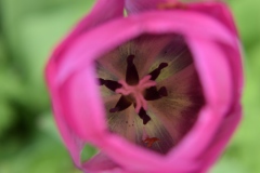 Tulip (Phil Crookes)