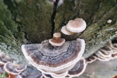 Turkey tail fungus at Askett Farm 1 (Stuart Thompson)