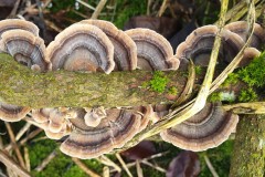 Turkey tail fungus at Corner Cottage (Rachel Crookes)