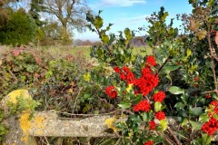 Whiteleaf in November (Alison Maycock)