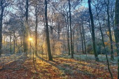 Whiteleaf Woods (Ann Phipps)