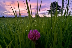 Red clover (Josephine Graham)