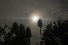 Teasel at midnight (Phil Crookes)